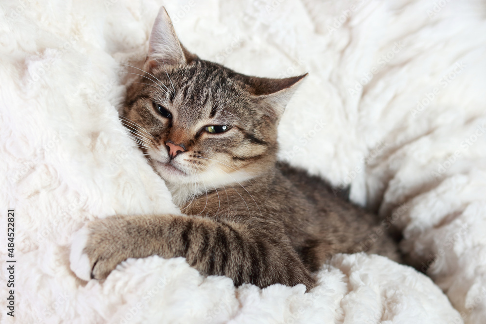 Small striped Kitten sleeping . Concept of 
cute pets cats. Portrait  little Cat .Copy space for text. Domestic pets .Looking at camera. Kitten resting in the arms of a woman in a white sweater. Tabby