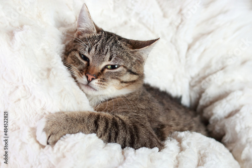 Small striped Kitten sleeping . Concept of cute pets cats. Portrait little Cat .Copy space for text. Domestic pets .Looking at camera. Kitten resting in the arms of a woman in a white sweater. Tabby