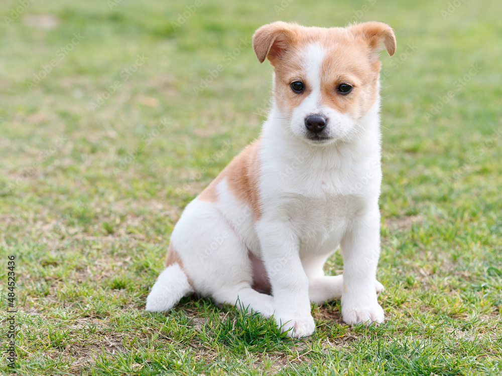 Portrait of cute puppy sitting on grass field, yellow cow like dog, Chinese rural dog. Portrait of cute puppy sitting on grass field, yellow cow like dog, Chinese rural dog.