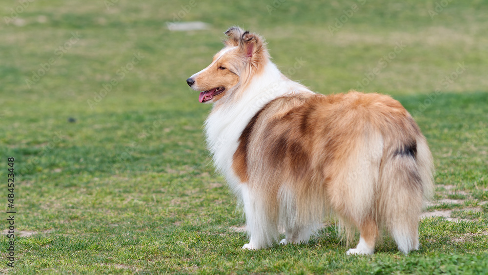 Cute Shetland sheepdog standing and looking back on green grass field with tail down. Cute Shetland sheepdog standing and looking back on green grass field with tail down.