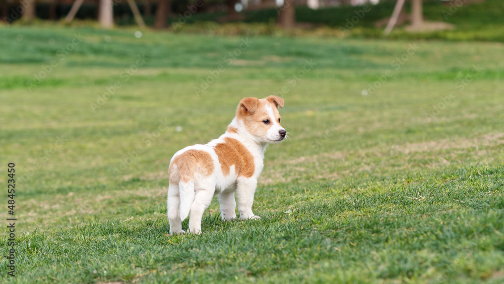 Cute puppy standing on green grass field and looking back with tail down, cow like dog, Chinese rural dog.