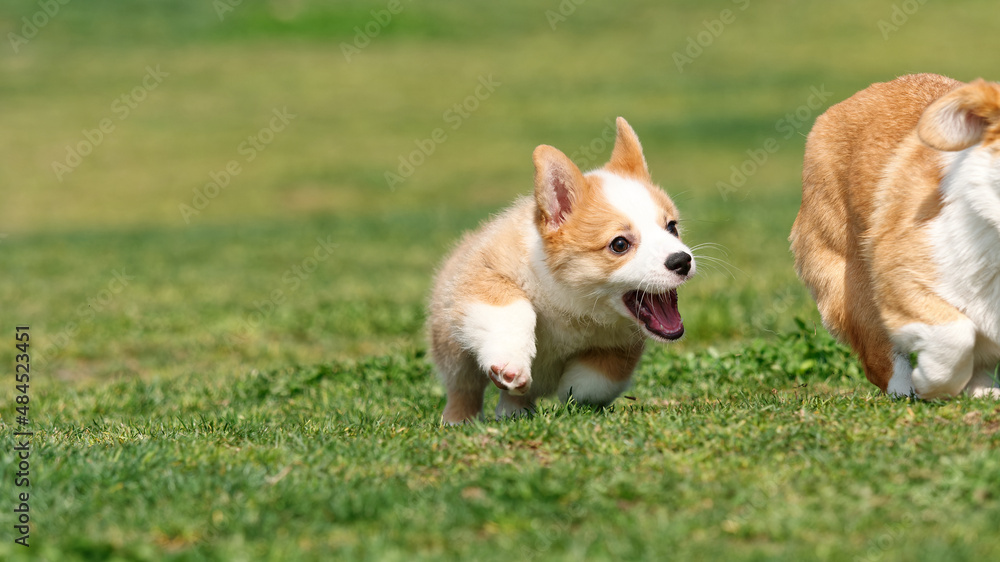 Cute puppy running on lawn, Corgi dog Pembroke welsh corgi chasing after its mother outdoor in summer park. Cute puppy running on lawn, Corgi dog Pembroke welsh corgi chasing after its mother outdoor in summer park.
