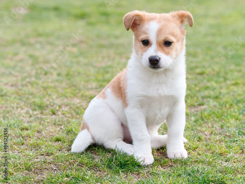 Portrait of cute puppy sitting on grass field, yellow cow like dog, Chinese rural dog.