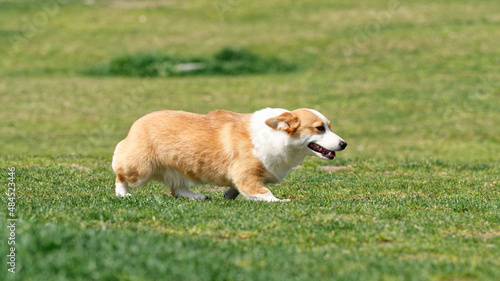Corgi dog Pembroke welsh corgi walking outdoor on meadows in summer park with ear backwards.