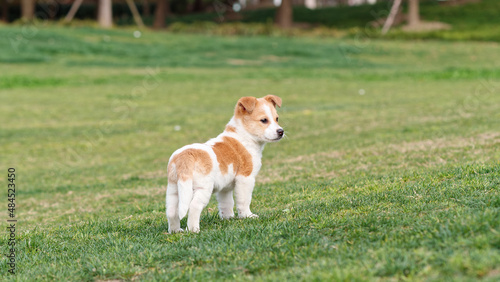 Cute puppy standing on green grass field and looking back with tail down, cow like dog, Chinese rural dog.