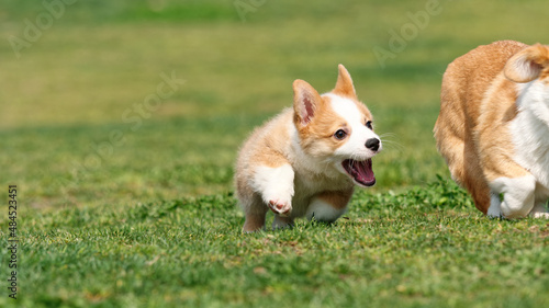 Cute puppy running on lawn, Corgi dog Pembroke welsh corgi chasing after its mother outdoor in summer park.
