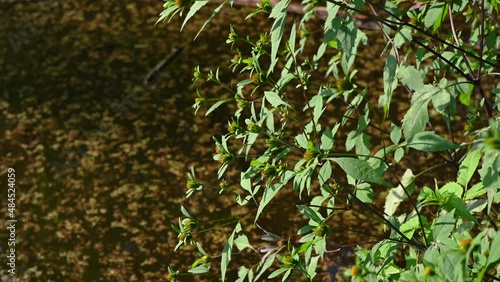 Wallpaper Mural Bidens tripartita on the background of a pond with duckweed. Medicinal plant. Static camera video, wind motion. High quality 4k footage Torontodigital.ca
