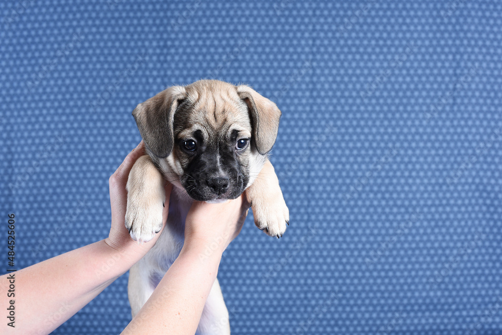 Woman owner's hand holding a small puppy, isolated on a denim background. Studio. nutrition and breeding pets concept.