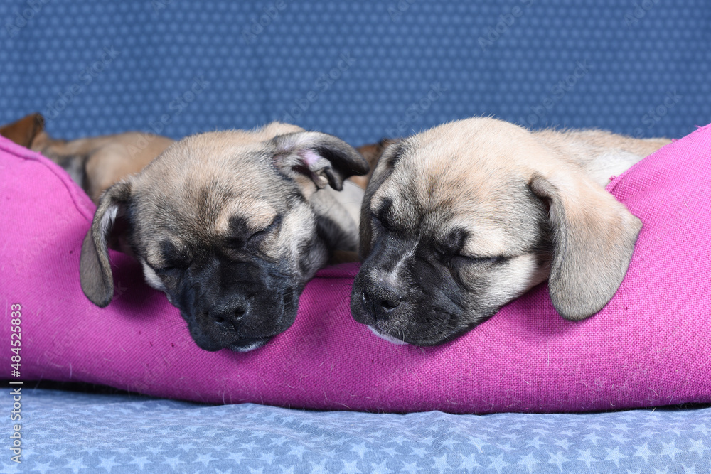 Two small French bulldog puppies sleep in their dog bed. Care of puppies concept. Isolated on a pink background. Studio. Two small French bulldog puppies sleep in their dog bed. Care of puppies concept. Isolated on a pink background. Studio.