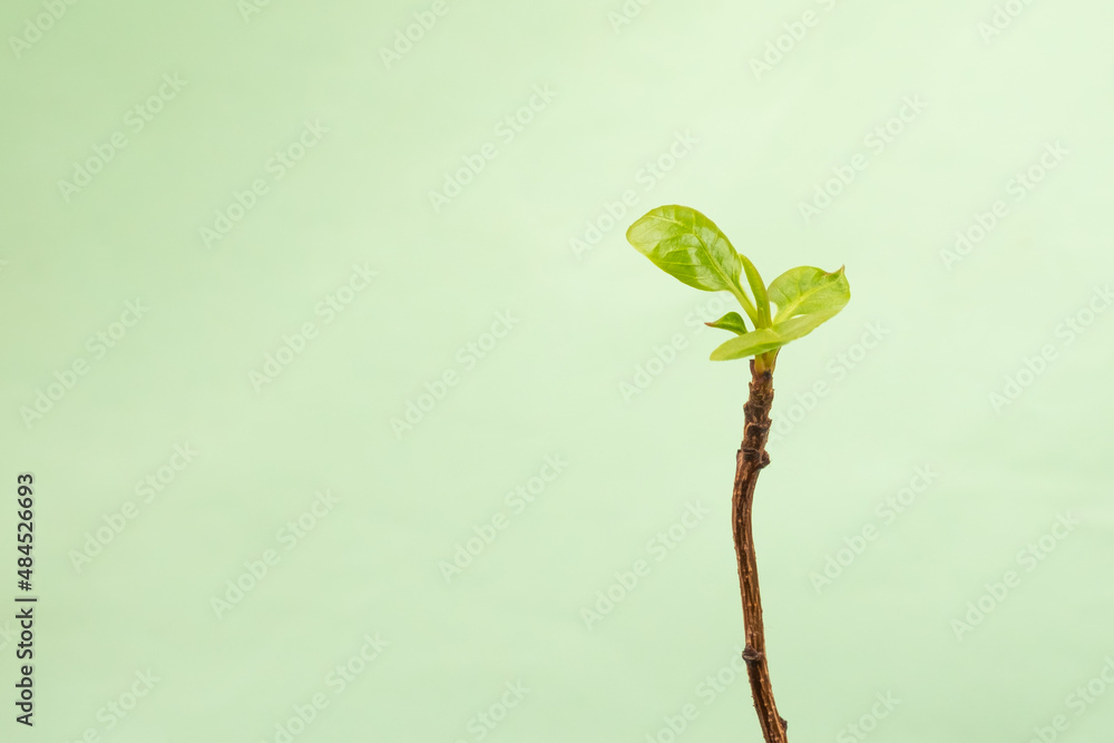 young green pistachio plant close-up on a green background