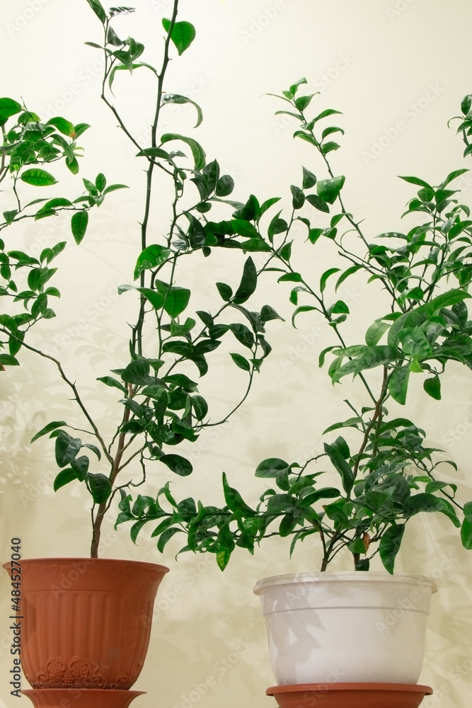House plants in pots.Tangerine tree at home. Tangerine branches. Vertical orientation