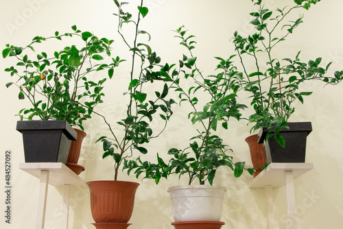House plants in pots.Tangerine tree at home. Tangerine branches. © Michail