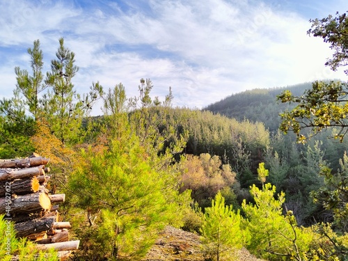 landscape with trees