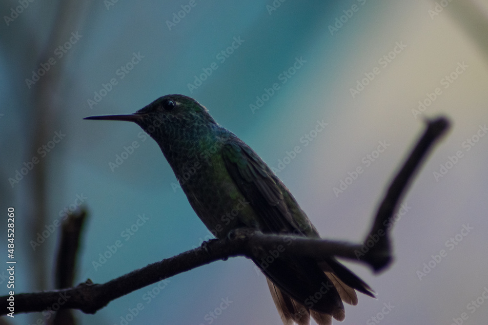 Fototapeta premium hummingbird in flight