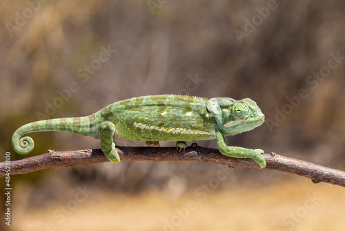 Vences's chameleon in South Africa