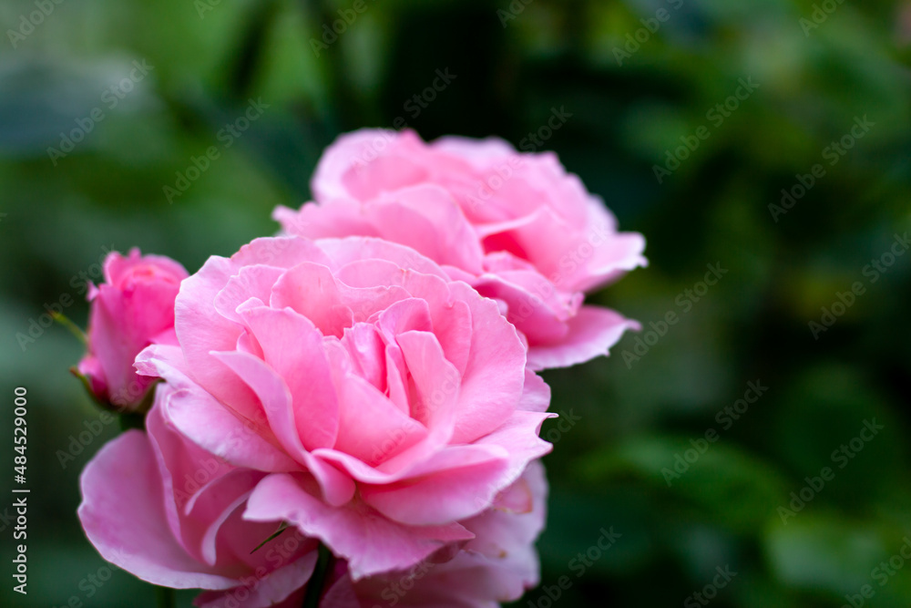 Close up of beautiful pink roses at the left  from above with blurry green leaves background in garden. Nature flora beauty and eco concept with copy space as a template.