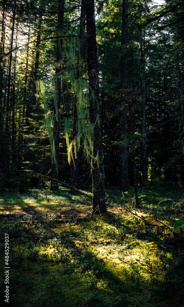 Dark forest, nature view Tillamook
State Forest, Oregon. Forest background Dark forest, nature view Tillamook
State Forest, Oregon. Forest background