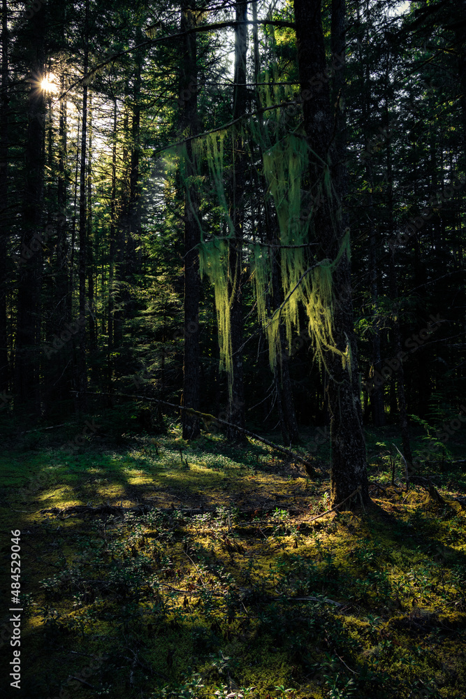 Dark forest, nature view Tillamook
State Forest, Oregon. Forest background Dark forest, nature view Tillamook
State Forest, Oregon. Forest background