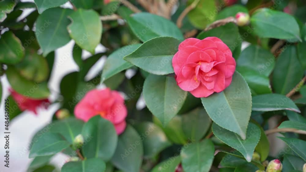 Red camellia flower with lush green leaves waving in light wind grows in garden OF old town on sunny spring day close view Red camellia flower with lush green leaves waving in light wind grows in garden OF old town on sunny spring day close view