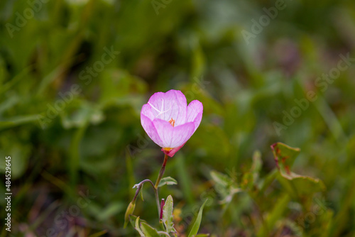 ピンクの花