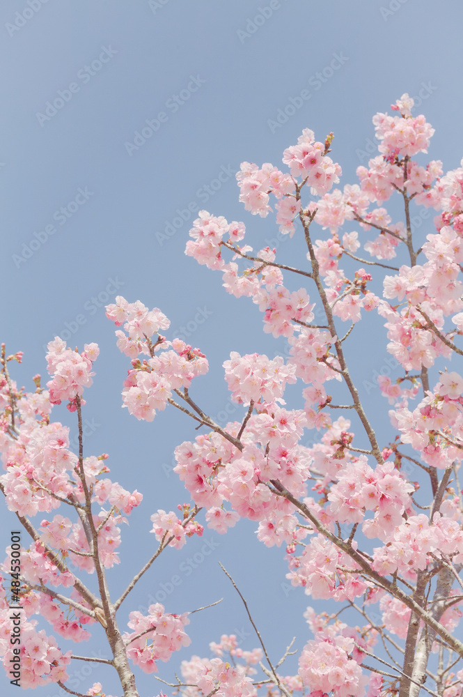 ハイキー調に写した河津桜	