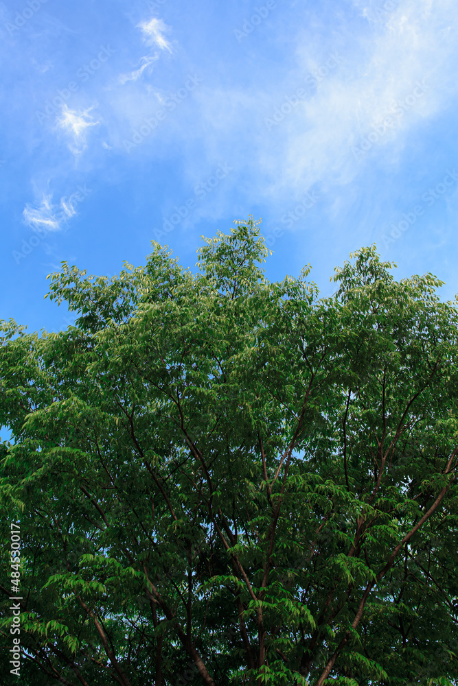 A big fresh tree standing against the blue sky.
