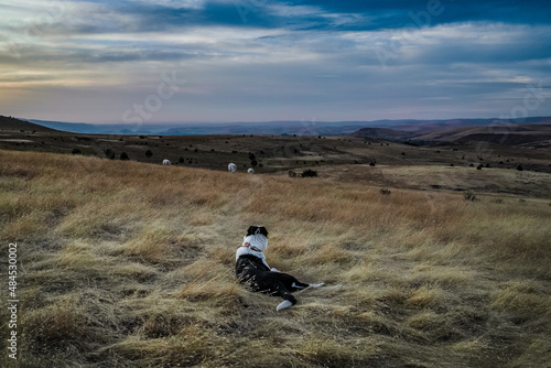 Border Collie watching his sheep photo