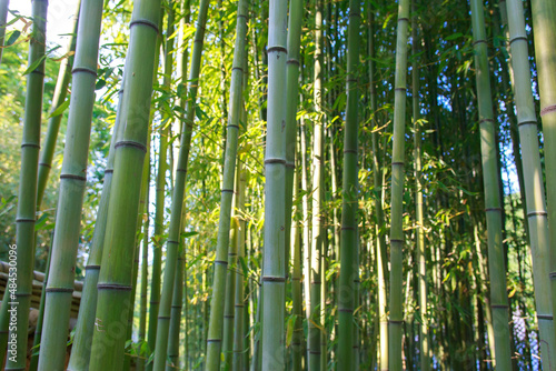 A green bamboo forest with light.