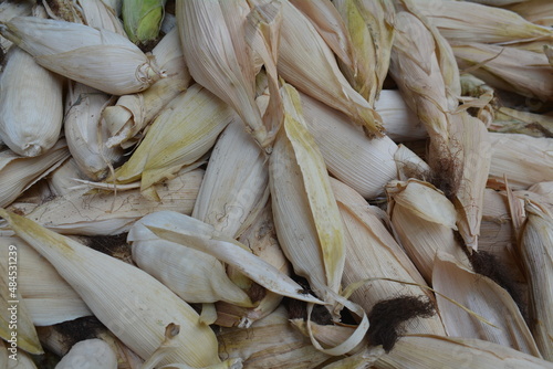 pile of corn that has been peeled from the corn husk.