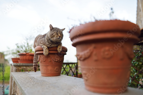 Stray cat sleeping in flower pot in Civita di Bagnoregio village, located on top of a volcanic tuff hill overlooking the Tiber river valley, Italy