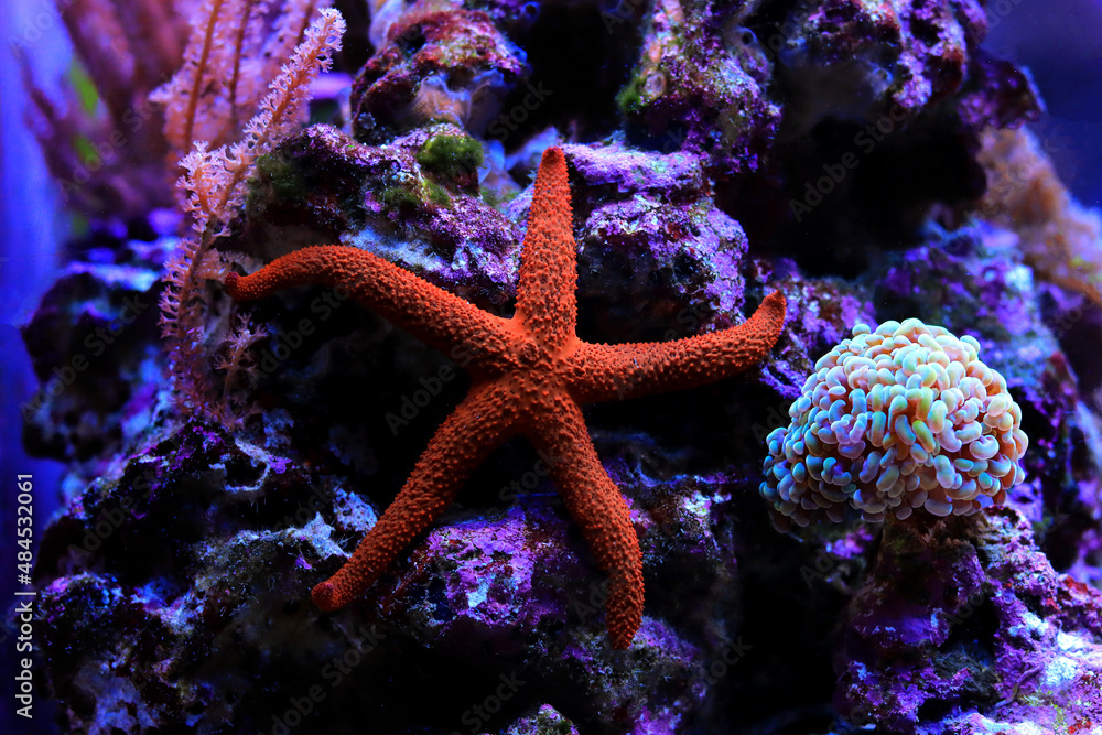 Beautiful reef aquarium scene with red seastar Beautiful reef aquarium scene with red seastar