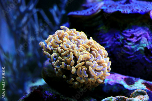 Euphyllia Ancora - Hammer coral, Large stony polyps photo