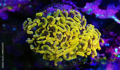 Euphyllia Ancora - Hammer coral, Large stony polyps photo