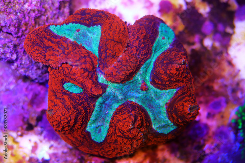 Fototapeta Naklejka Na Ścianę i Meble -  Symphyllia sp. -  Large polyps stony coral in reef aquarium tank