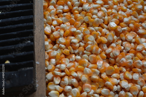 orange corn with a manual thresher made of rubber photo