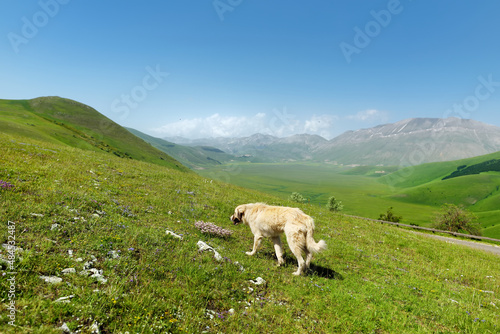 Stray dog on Piano Grande, large karstic plateau of Monti Sibillini mountains. Beautiful green fields of the Monti Sibillini National Park, Italy.