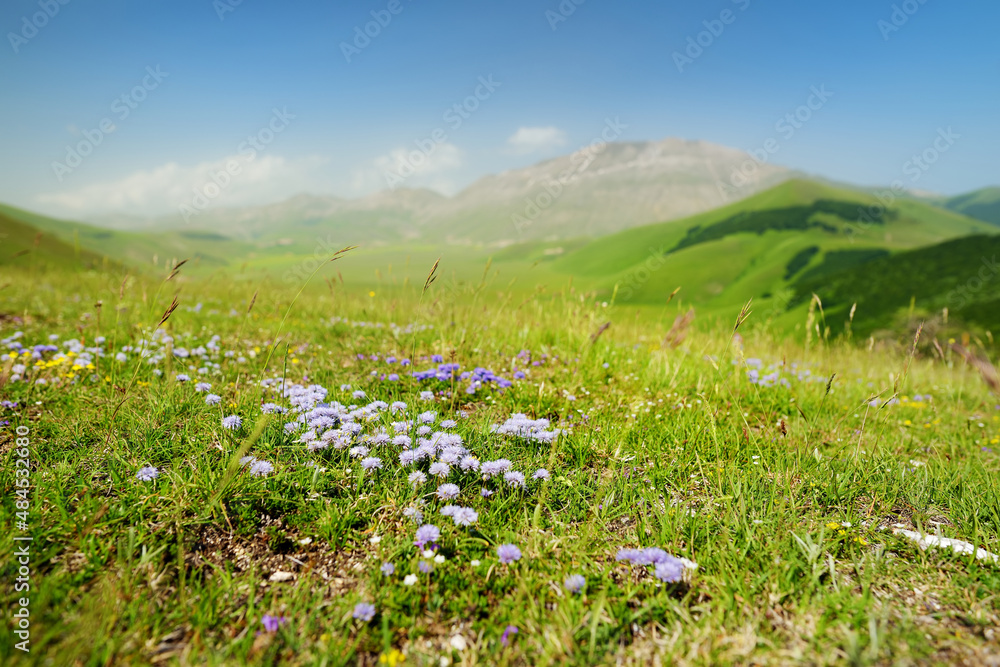 Wild flowers of Piano Grande, large karstic plateau of Monti Sibillini mountains. Beautiful green fields of the Monti Sibillini National Park, Italy.