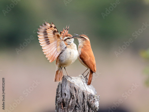 Wing-banded Hornero
Furnarius figulos
Casaca-de-couro-da-lama
