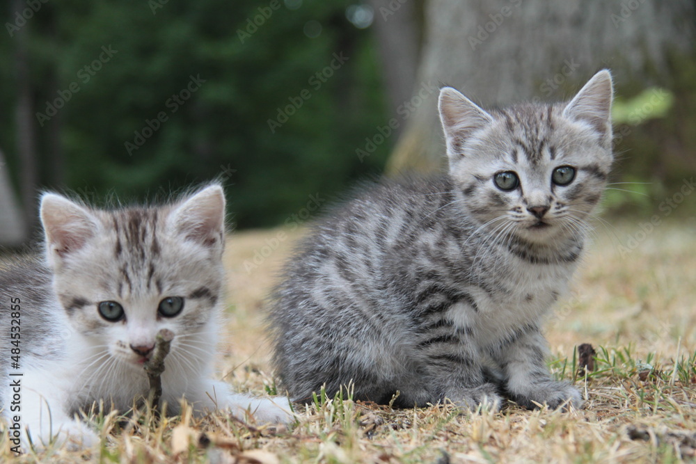Obraz premium two kittens