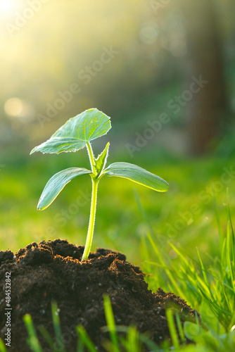 seedling in the ground. Green sprout in soil. Agriculture and farming concept. seedling cultivation.New life concept. 