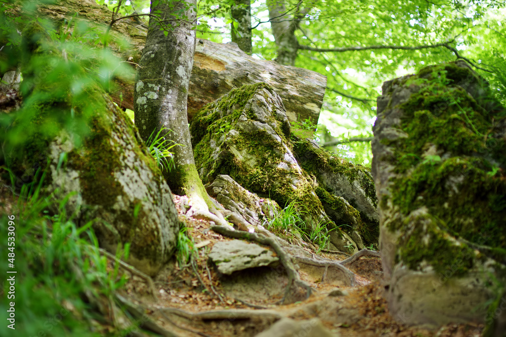 Casentino secular forest, one of the largest forest in Europe, extraordinarily rich in flora and fauna. Foot trail around La Verna Sanctuary, Chiusi della Verna, Italy. Casentino secular forest, one of the largest forest in Europe, extraordinarily rich in flora and fauna. Foot trail around La Verna Sanctuary, Chiusi della Verna, Italy.