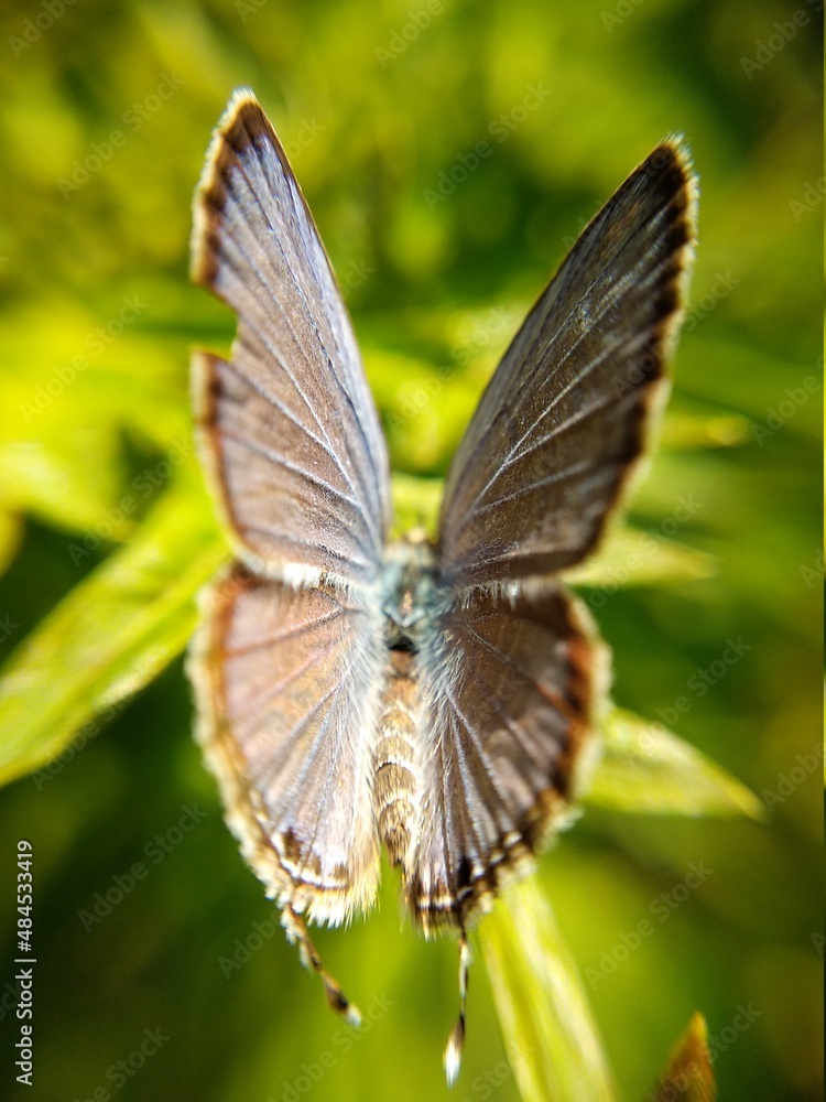 Fototapeta premium butterfly on a leaf
