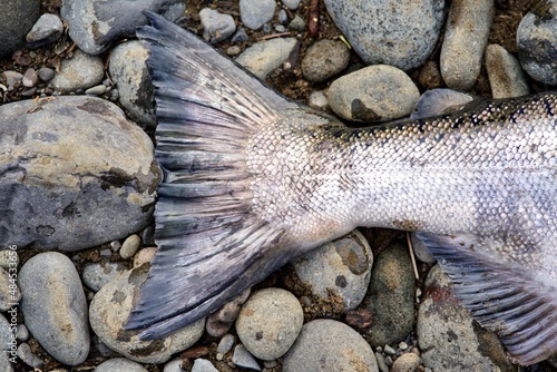 fish tail on stones
