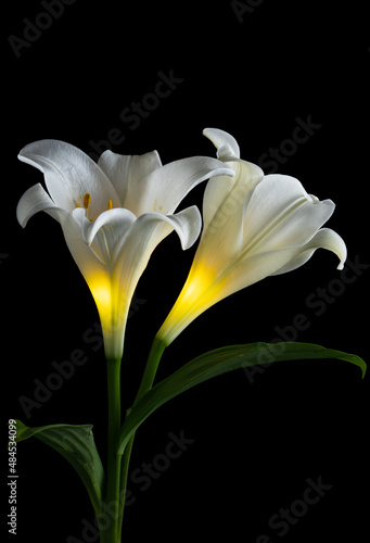 gleamy white lily on black background