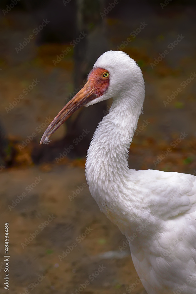 Obraz premium The head of a white ibis.