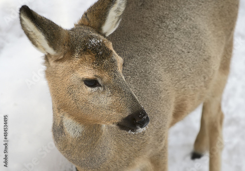 Portrait of a Siberian roe deer