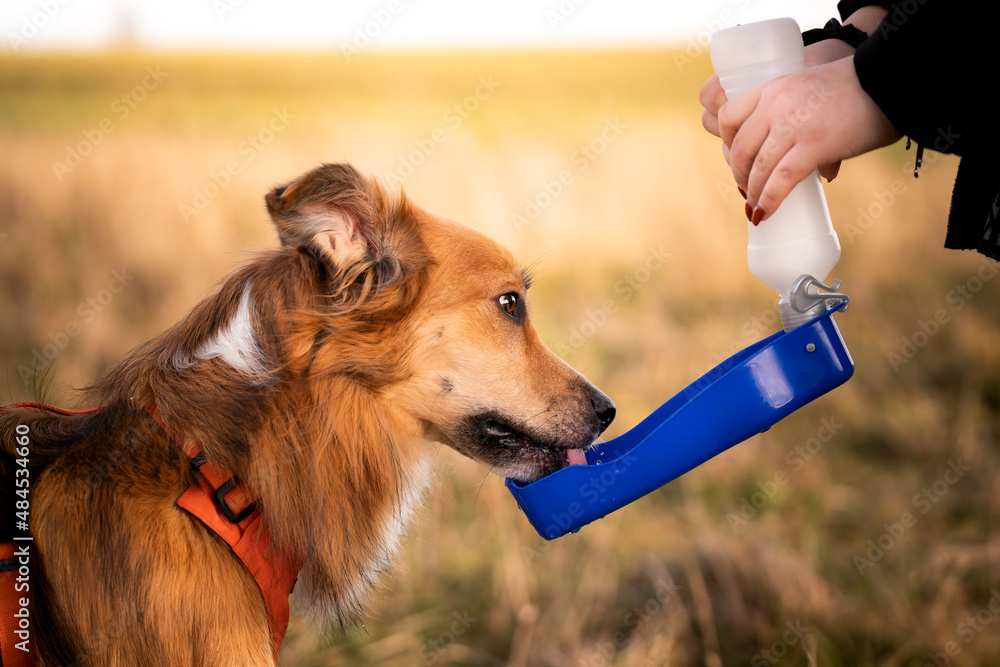 Pies pije wodę z miski turystycznej  - obrazy, fototapety, plakaty 