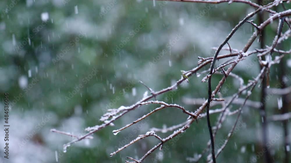Snow falling on leafless twigs and branches of a tree, winter forest. Snow falling on leafless twigs and branches of a tree, winter forest.
