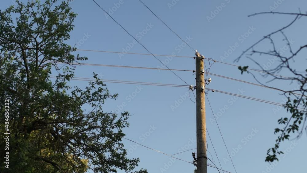 Dove perched on electric wooden post with wires connected, against blue sky, Low angle