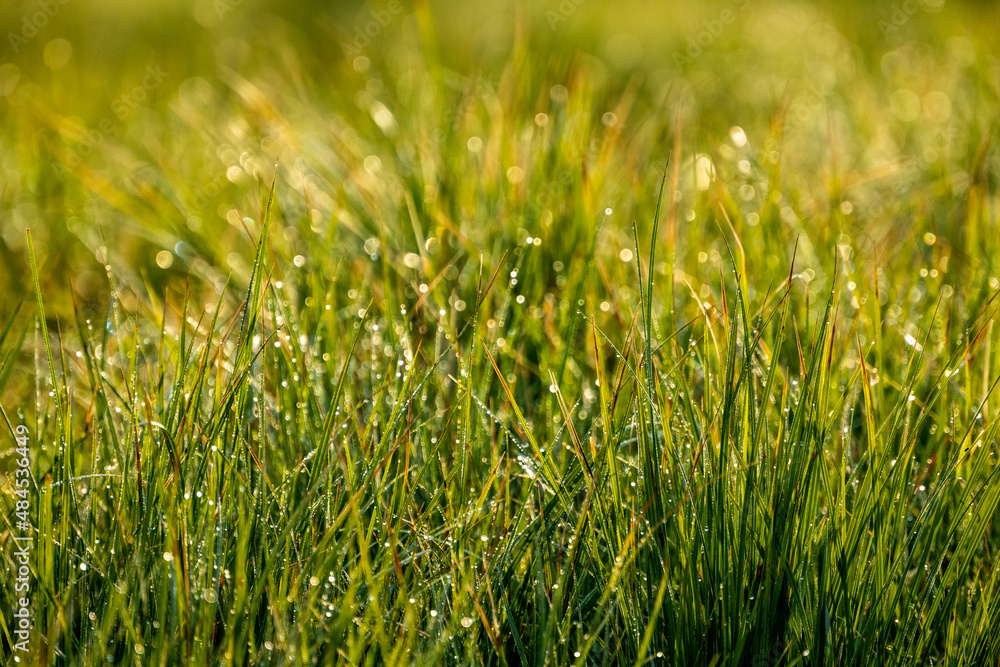 Dew Drops Shine On The Green Grass In The Morning